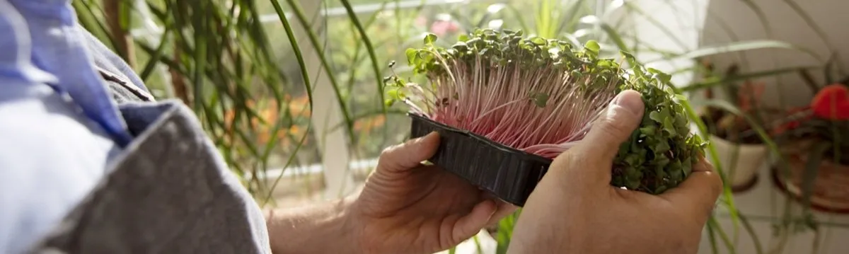 Пикировка рассады: полный гид для начинающих садоводов