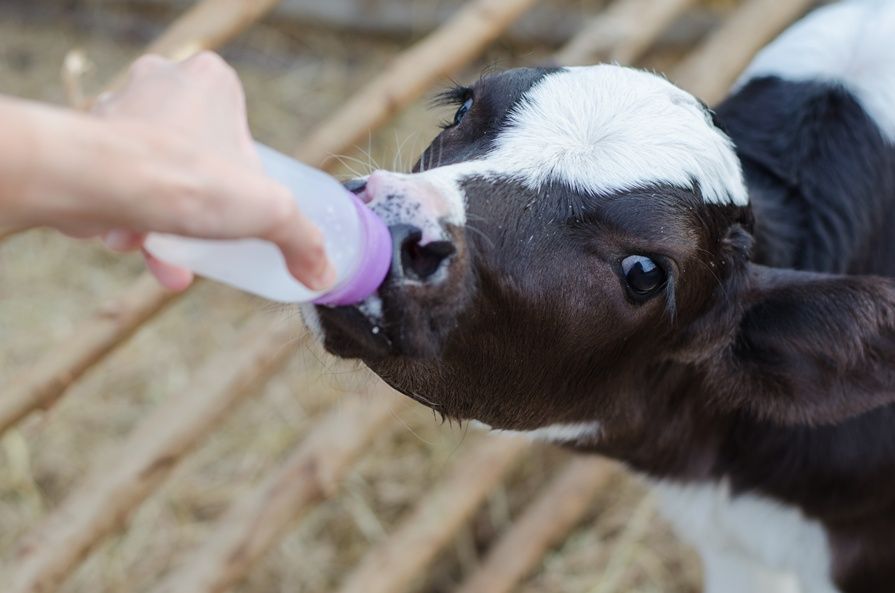 Рацион кормления коров в зависимости от продуктивности